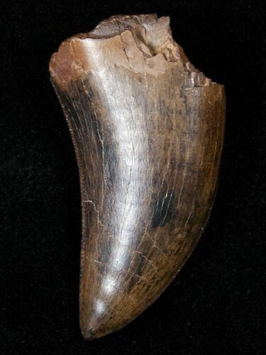 Gorgeous Tyrannosaur Tooth - Two Medicine Formation #14751